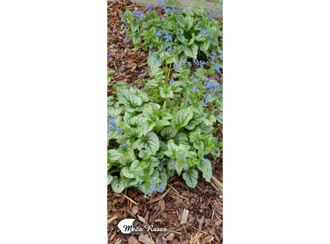 Brunnera macrophylla